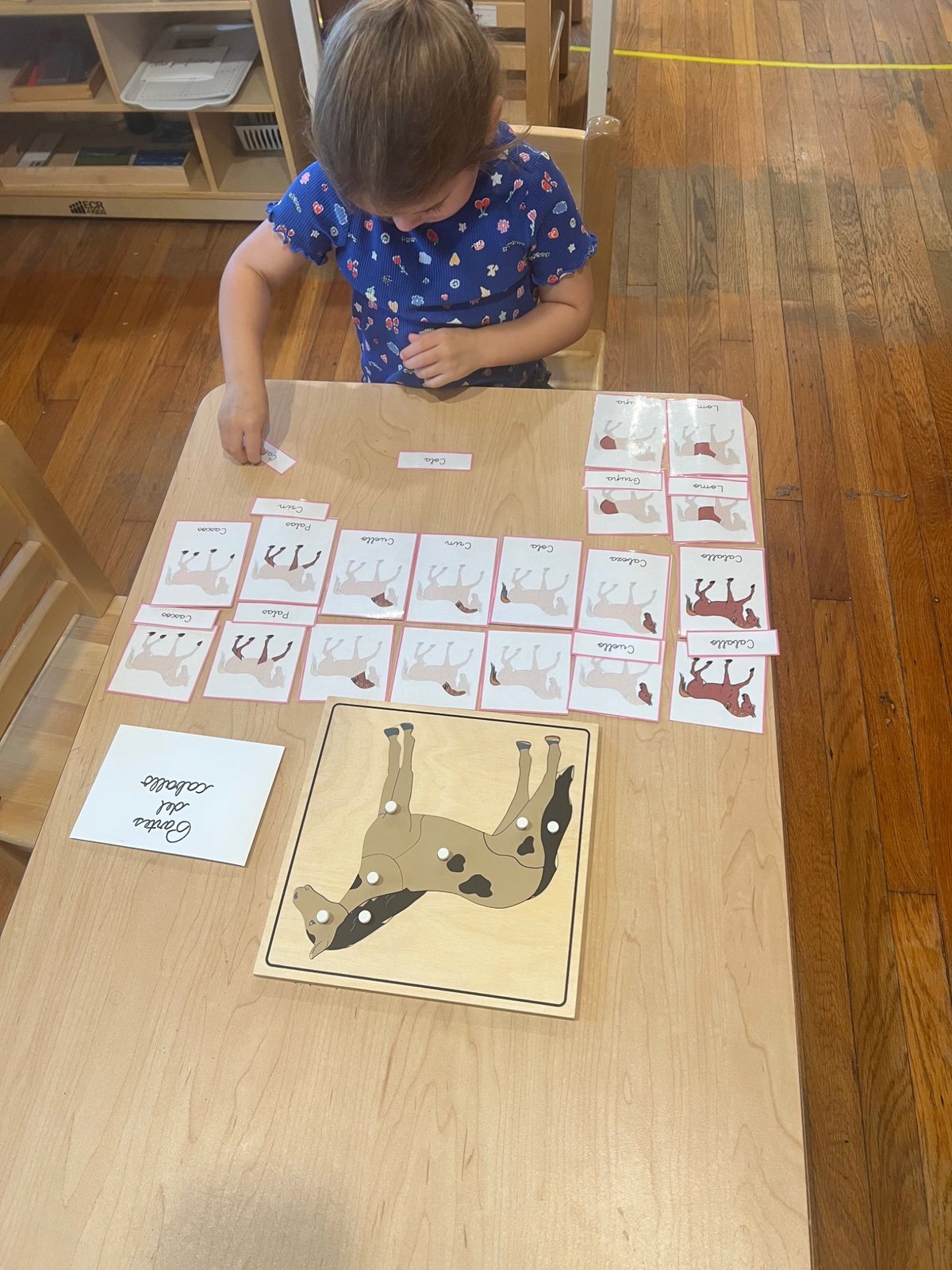 A child matching Spanish labels and pictures of the parts of a horse.